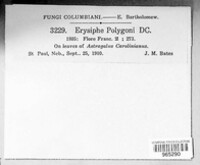 Erysiphe polygoni image